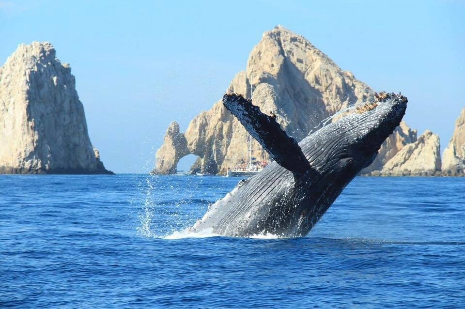 Avistamiento de ballenas